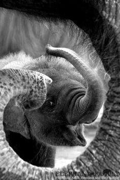 Elefánttal álmodni